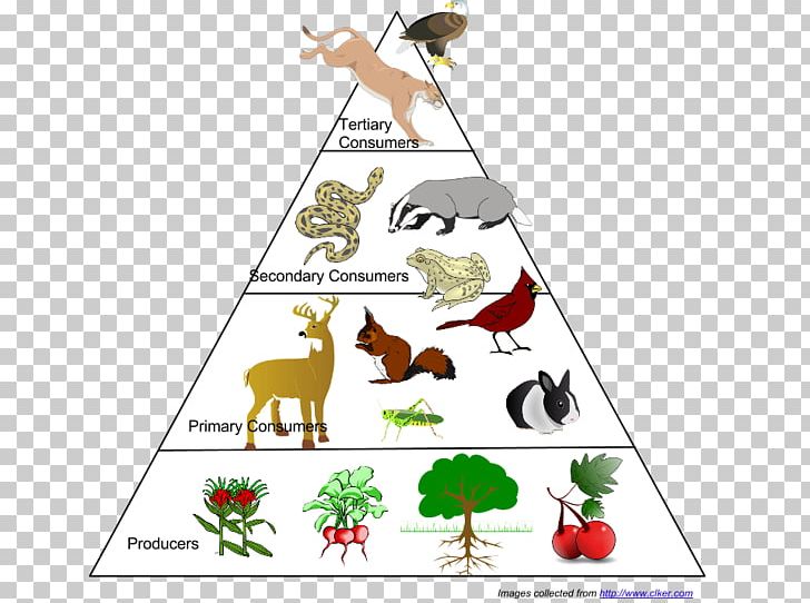 Food Web Ecological Pyramid Food Chain Ecosystem Ecology PNG, Clipart, Aquatic Ecosystem, Area, Art, Biology, Biomass Free PNG Download