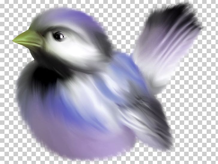 Bird Drawing PNG, Clipart, Animals, Anime, Beak, Bird, Closeup Free PNG Download
