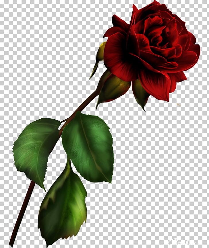 Blue Rose Garden Roses Rosa Gallica PNG, Clipart, Blue, Blue Rose, Bud, China Rose, Clip Art Free PNG Download