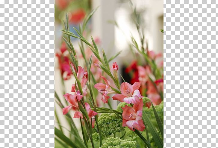 Floral Design Cut Flowers Robinetta Lilium PNG, Clipart, Bulb, Charming Beauty, Corm, Cut Flowers, Flora Free PNG Download