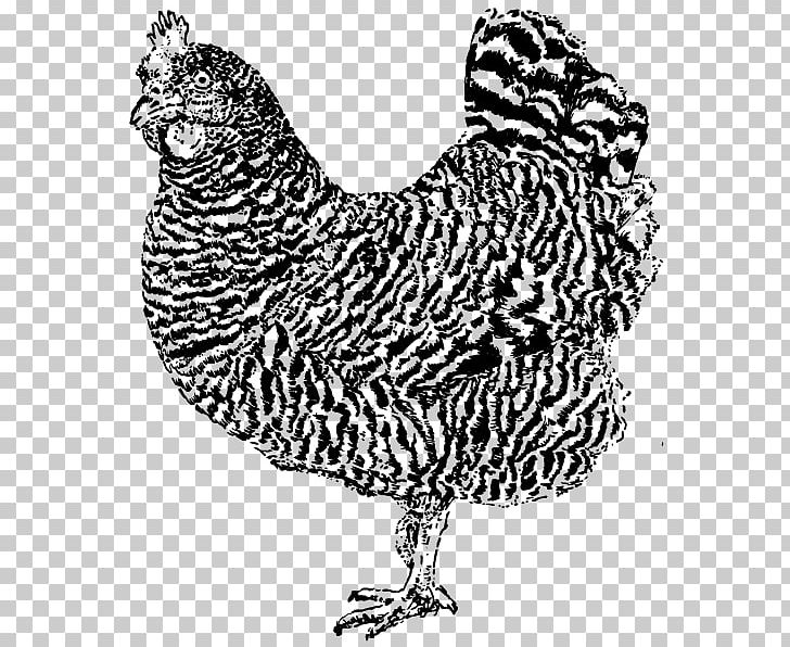 Rooster Drawing Beak Feather /m/02csf PNG, Clipart, Animals, Art, Beak, Bird, Black And White Free PNG Download