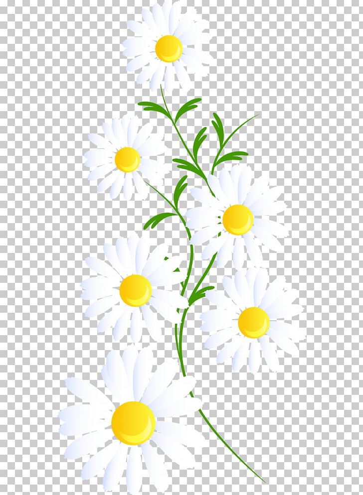 Common Daisy Margarita Desktop PNG, Clipart, Branch, Camomile, Circle, Common Daisy, Cut Flowers Free PNG Download
