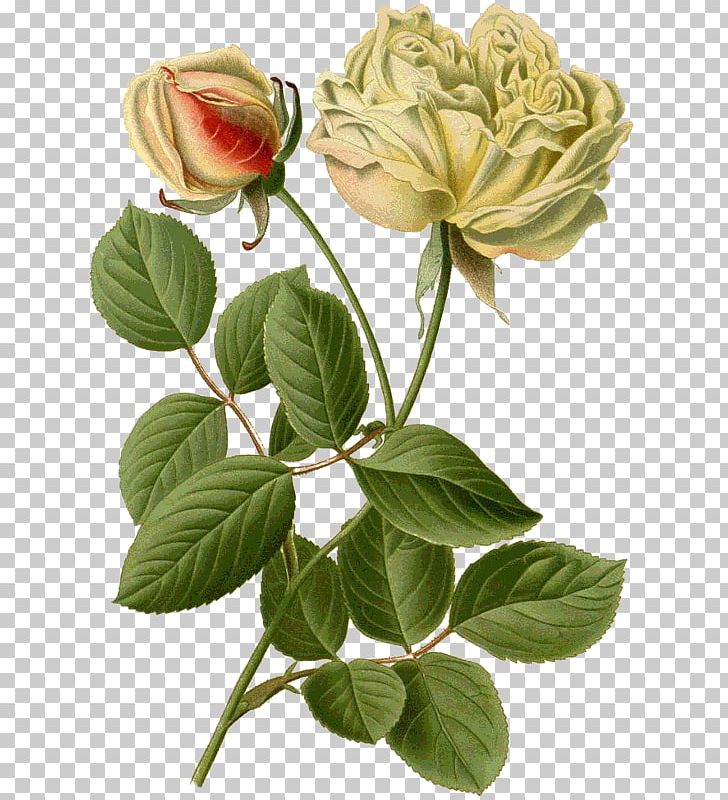 Garden Roses Favourite Flowers Of Garden And Greenhouse Cabbage Rose PNG, Clipart,  Free PNG Download