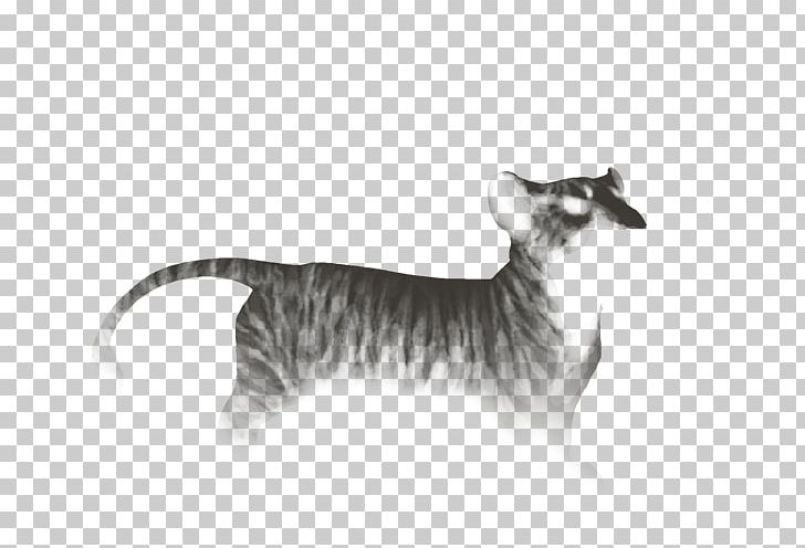 Whiskers Kitten Dog Wildlife Canidae PNG, Clipart, Animals, Black And White, Canidae, Carnivoran, Cat Free PNG Download