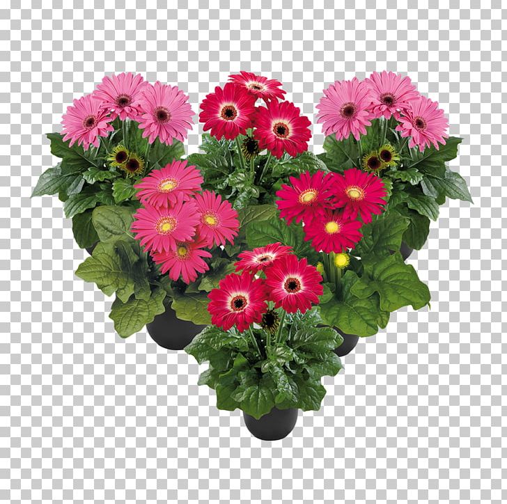 Cut Flowers Flower Bouquet Transvaal Daisy Floral Design PNG, Clipart, Annual Plant, Artificial Flower, Chrysanthemum, Chrysanths, Cut Flowers Free PNG Download