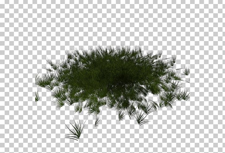 Fir Database Spruce Lawn Pine PNG, Clipart, Asset, Branch, Conifer, Database, Evergreen Free PNG Download
