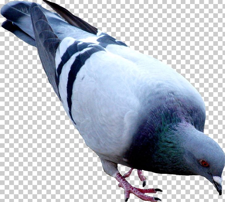 Oriental Roller Domestic Pigeon PNG, Clipart, Animals, Beak, Bird, Columbidae, Columbiformes Free PNG Download