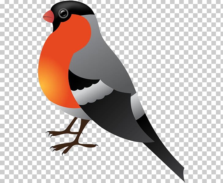 Bird Penguin PNG, Clipart, Animals, Art, Beak, Bird, Bird Clipart Free PNG Download