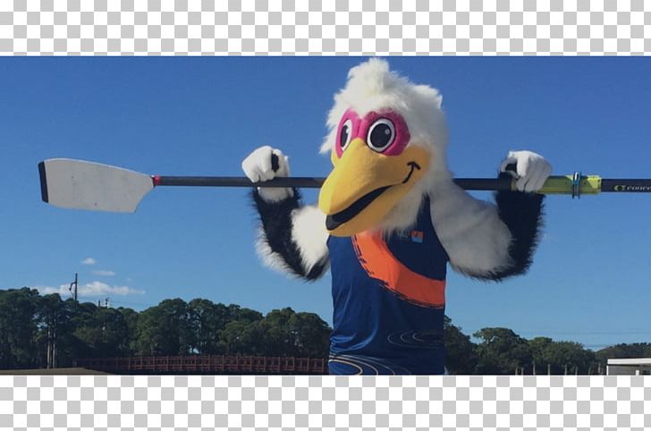 Nathan Benderson Park 2017 World Rowing Championships Visit Sarasota County (Administrative Offices) Bradenton PNG, Clipart, 2016, 2017, 2017 World Rowing Championships, Beak, Bird Free PNG Download