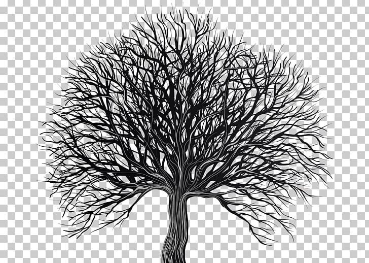 Stock Photography Graphics Portable Network Graphics Illustration PNG, Clipart, Black And White, Black Art, Branch, Clip, Drawing Free PNG Download