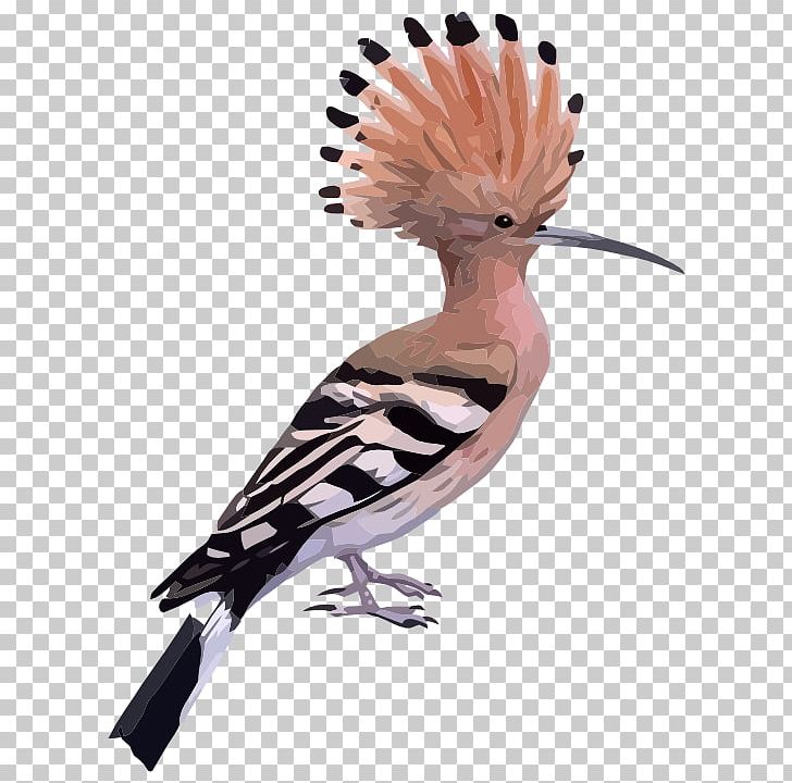 Bird Cyclone Hudhud PNG, Clipart, Animals, Beak, Bird, Clip Art, Crest Free PNG Download