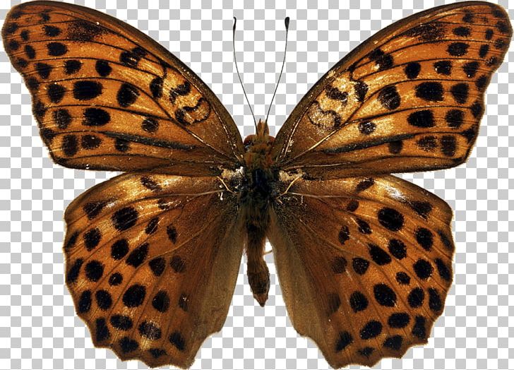 Butterfly Papilio Demoleus Photography Nymphalidae PNG, Clipart, Apatura Iris, Brush Footed Butterfly, Butterflies And Moths, Butterfly, Download Free PNG Download