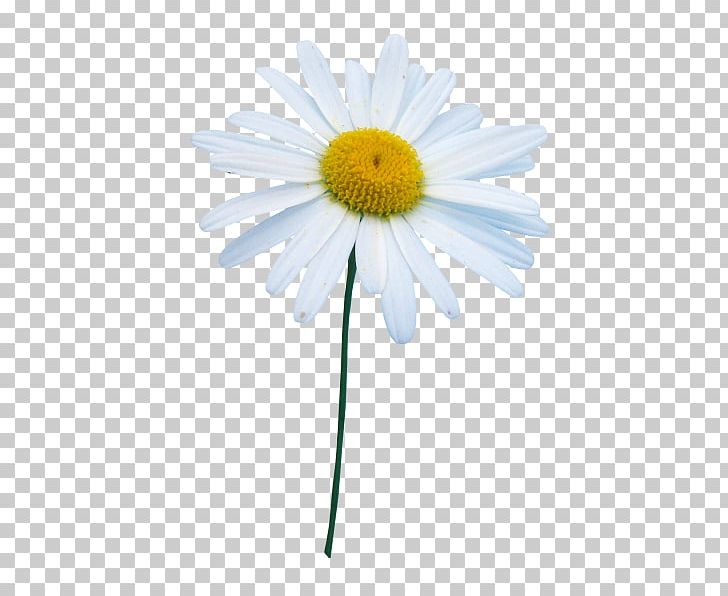 Common Daisy Oxeye Daisy Marguerite Daisy Chrysanthemum Roman Chamomile PNG, Clipart, Aster, Chamaemelum Nobile, Chrysanths, Common Daisy, Daisy Free PNG Download