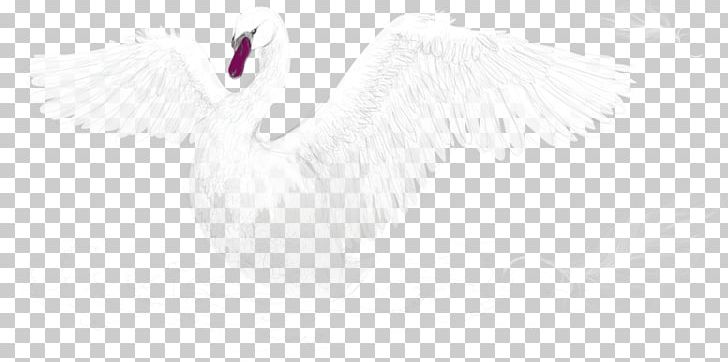 Feather Water Bird White Beak PNG, Clipart, Animals, Background White, Beak, Bird, Black Free PNG Download