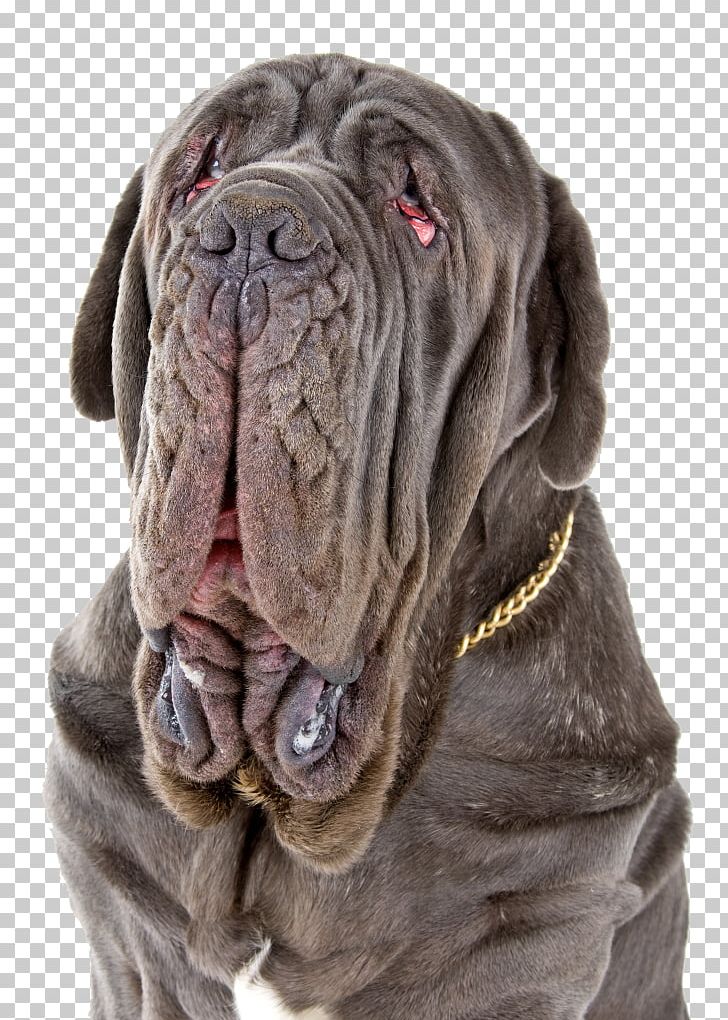 Neapolitan Mastiff English Mastiff Cane Corso Dogue De Bordeaux Tibetan Mastiff PNG, Clipart, Breed, Brindle, Bulldog, Cane Corso, Carnivoran Free PNG Download