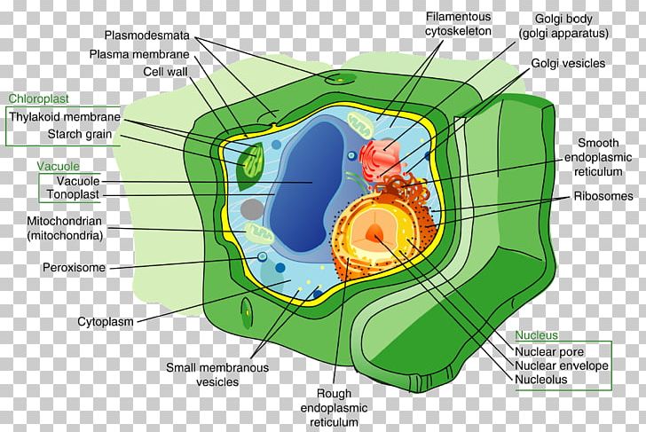 Plants Plant Cell Cell Wall Cell Nucleus PNG, Clipart, Area, Bacterial Cell Structure, Biology, Cell, Cell Membrane Free PNG Download