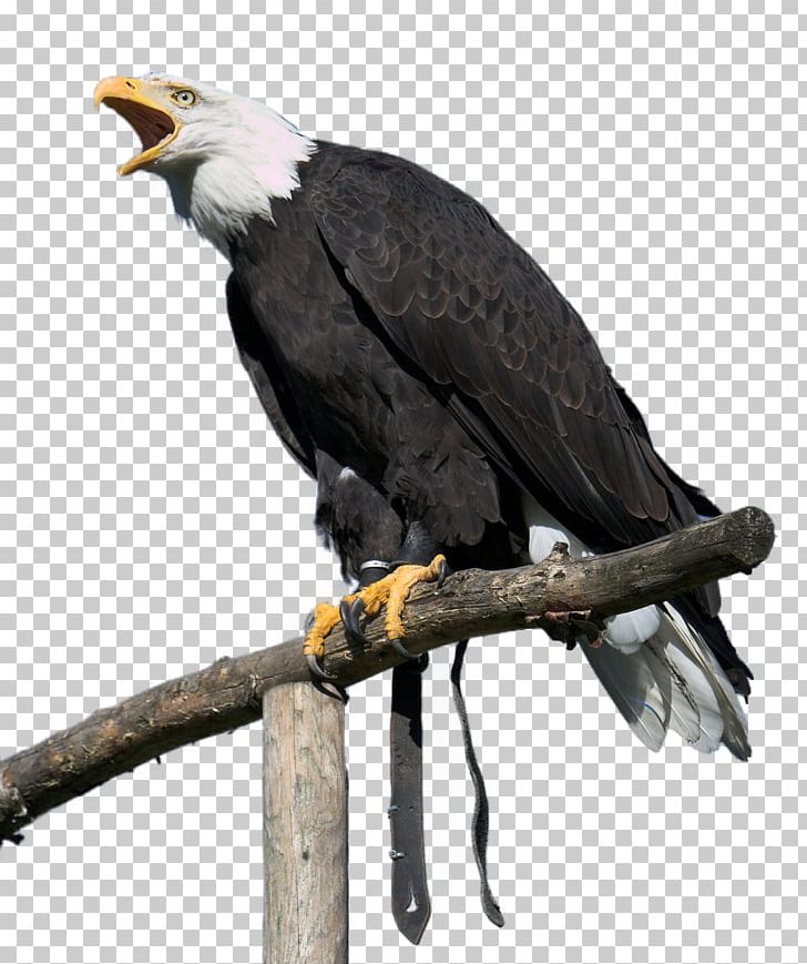 Bald Eagle White-tailed Eagle Bird Golden Eagle PNG, Clipart, Accipitriformes, Animals, Bald Eagle, Beak, Bird Free PNG Download