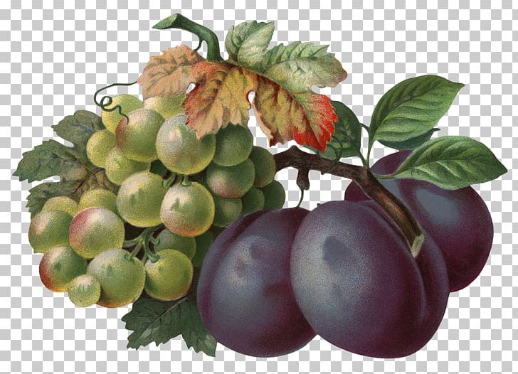 Common Plum Grape PNG, Clipart, Auglis, Berry, Common Plum, Damson, Food Free PNG Download