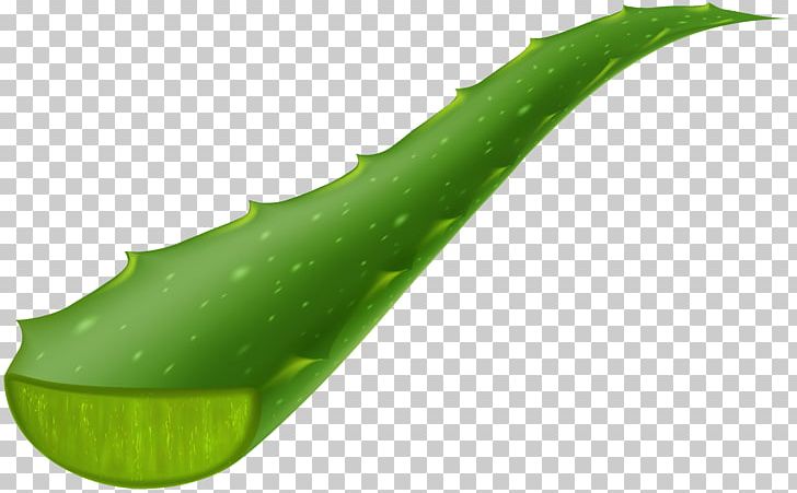 Drawing PNG, Clipart, Aloe, Aloe Vera, Download, Drawing, Grass Free PNG Download
