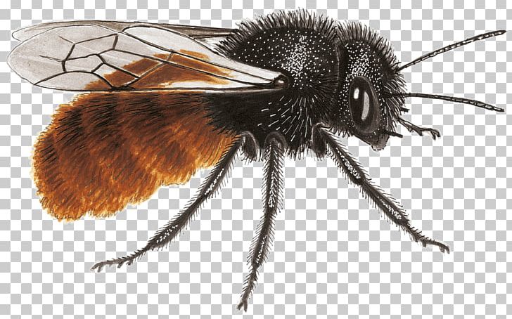 Honey Bee Mason Bee Nature Blue PNG, Clipart, Arthropod, Bee, Black, Blue, Butine Free PNG Download
