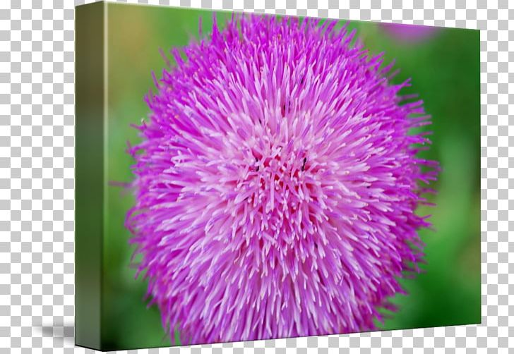 Milk Thistle Close-up PNG, Clipart, Closeup, Flower, Flowering Plant, Magenta, Milk Thistle Free PNG Download