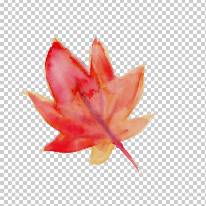 Maple Leaf PNG, Clipart, Flower, Leaf, Maple, Maple Leaf, Paint Free PNG Download