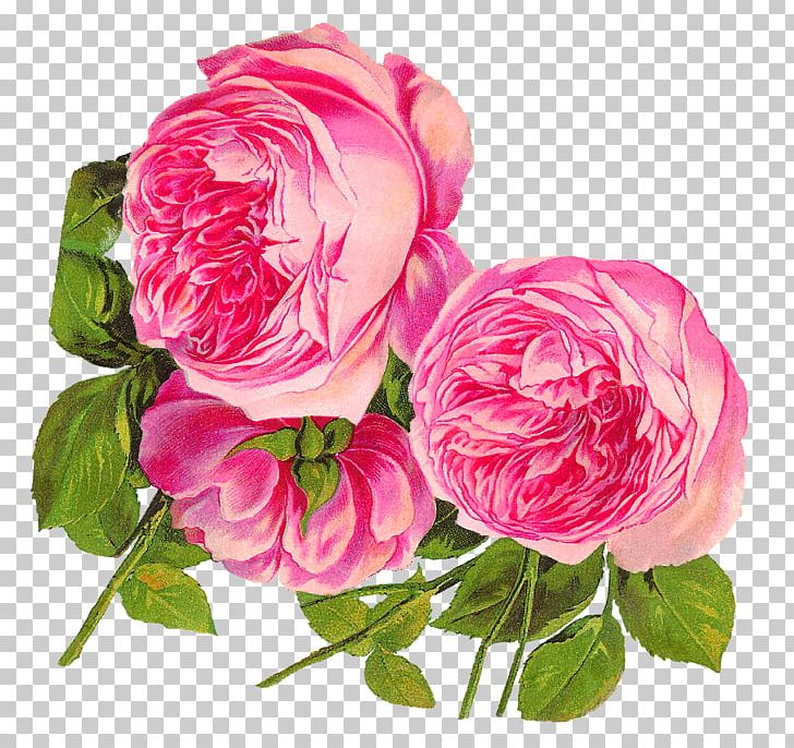 Centifolia Roses Rosa Gallica Flower Pink Garden Roses PNG, Clipart, Camellia, Centifolia Roses, Cut Flowers, Desktop Wallpaper, Floral Design Free PNG Download