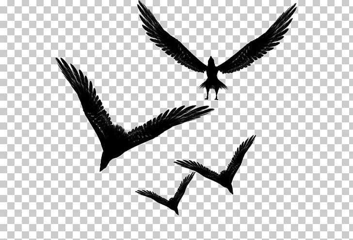 Computer Icons Header Hyperlink Font PNG, Clipart, Beak, Bird, Bird Of Prey, Black And White, Computer Icons Free PNG Download