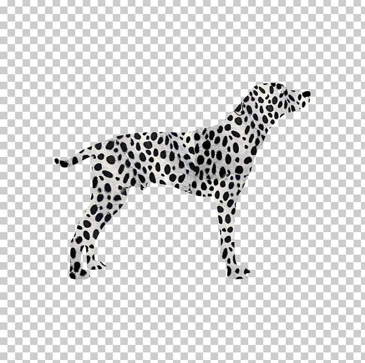 Dalmatian Dog Beneful Dog Breed Purina Dog Chow Complete Adult Dog Food PNG, Clipart, Animal, Animal Figure, Beneful, Big Cats, Black And White Free PNG Download