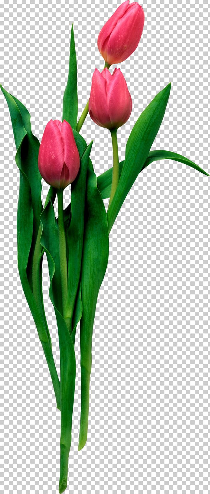 Desktop Tulip Animation PNG, Clipart, Bud, Cut Flowers, Desktop Wallpaper, Download, Drawing Free PNG Download