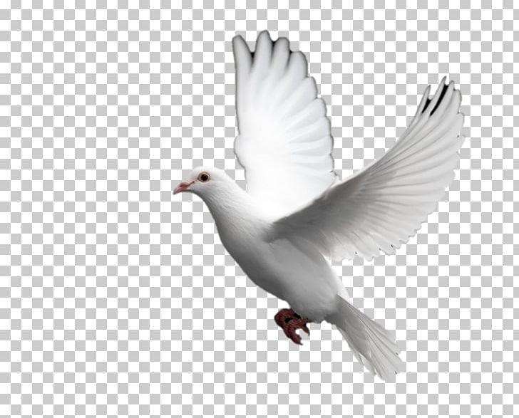 Domestic Pigeon Columbidae Squab Bird PNG, Clipart, Animals, Beak, Bird, Columbidae, Computer Icons Free PNG Download
