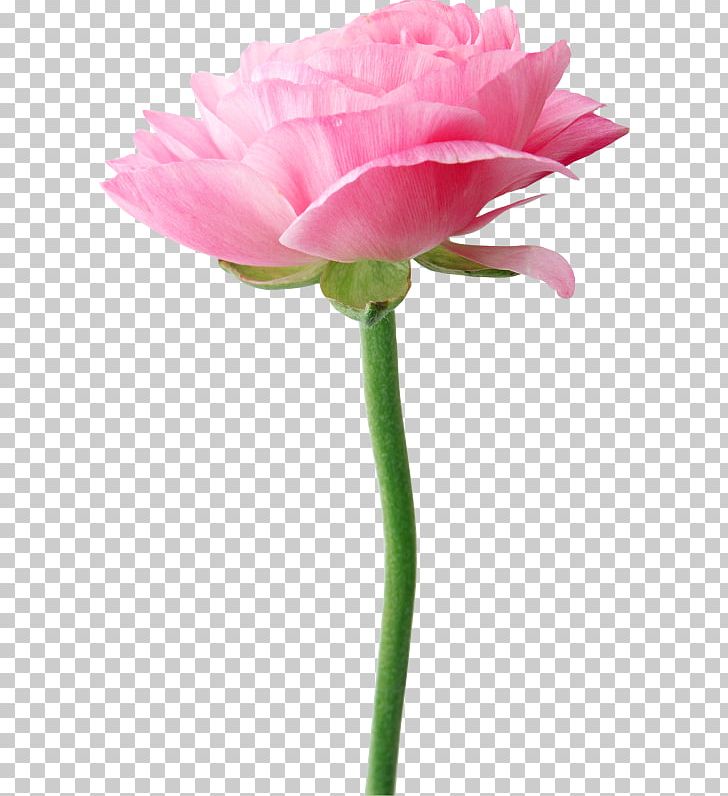 Flower Garden Roses PNG, Clipart, Artificial Flower, Beach Rose, Blog, Bud, Carnation Free PNG Download