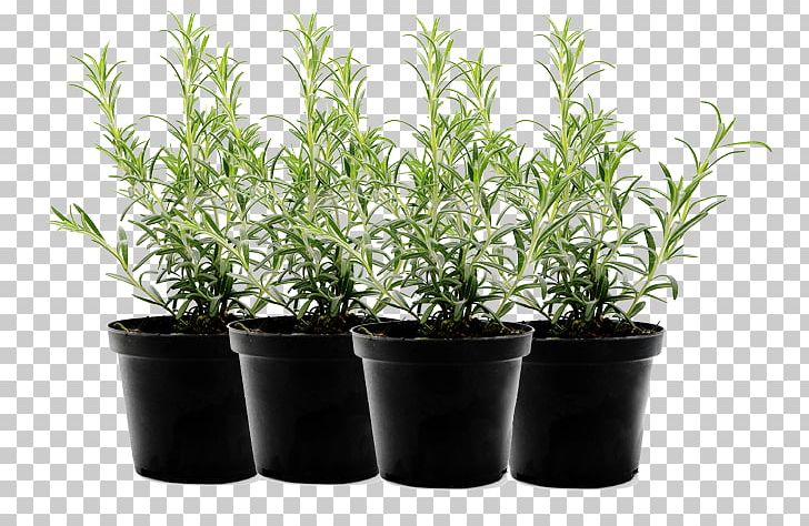 Herb Flowerpot Food Mint Leaf Vegetable PNG, Clipart, Blueberry, Container, Container Garden, Cooking, Cottage House Free PNG Download