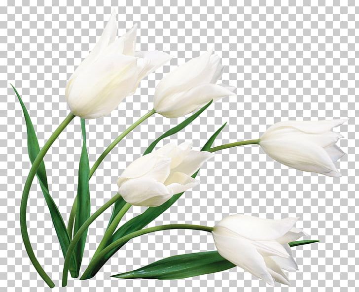 Tulip Cut Flowers Desktop Flower Bouquet PNG, Clipart, Blue, Callalily, Cut Flowers, Desktop Wallpaper, Display Resolution Free PNG Download