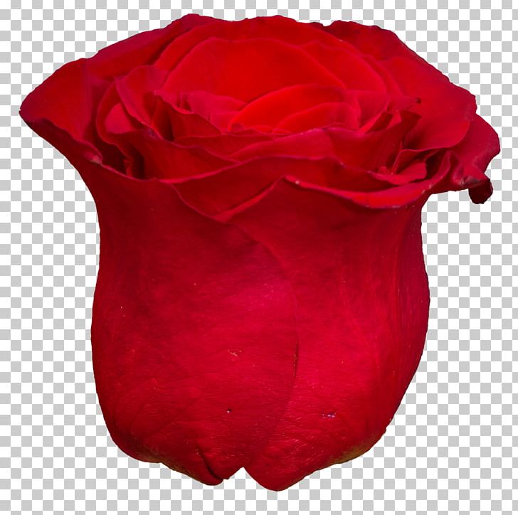 Centifolia Roses Red Petal PNG, Clipart, Centifolia Roses, Cut Flowers, Desktop Wallpaper, Flower, Flowering Plant Free PNG Download