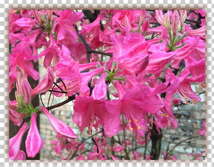 Azalea Flora Rhododendron Subshrub Pink M PNG, Clipart, Azalea, Blossom, Dew Grass, Family, Flora Free PNG Download