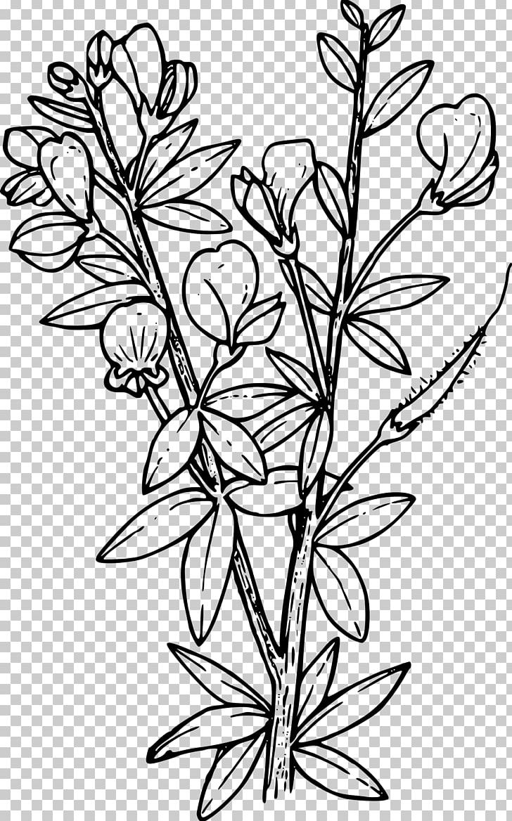 Coloring Book Scotch Broom Child PNG, Clipart, Adult, Black And White, Branch, Broom, Child Free PNG Download