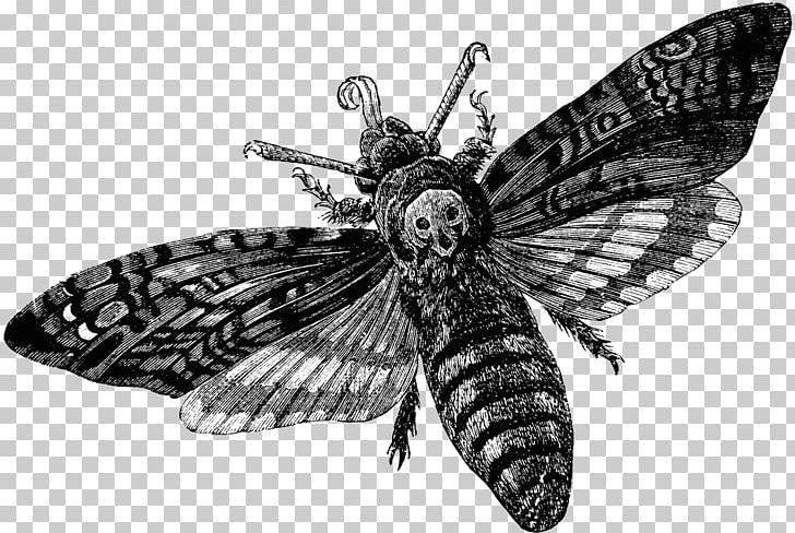 Death's-head Hawkmoth Sphingidae PNG, Clipart, Animals, Art, Arthropod, Black And White, Brush Footed Butterfly Free PNG Download
