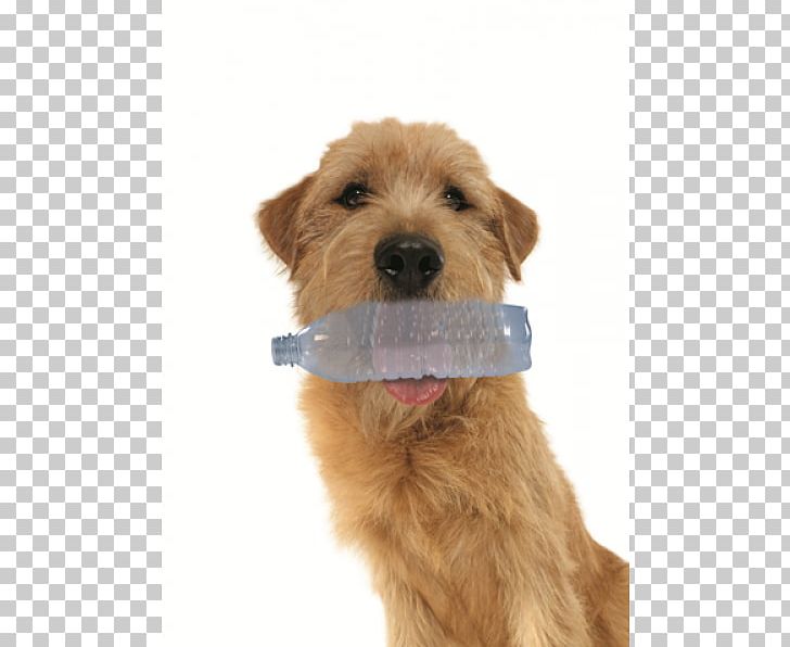 Irish Terrier Lakeland Terrier Dutch Smoushond Norfolk Terrier Goldendoodle PNG, Clipart, Breed, Carnivoran, Companion Dog, Dog, Dog Breed Free PNG Download
