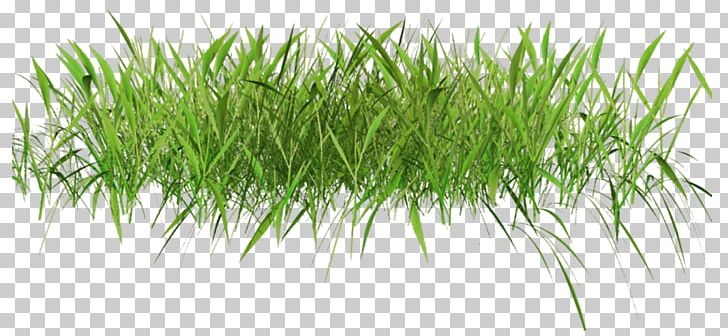 Lawn PNG, Clipart, Campsite, Chrysopogon Zizanioides, Clip Art, Commodity, Desktop Wallpaper Free PNG Download