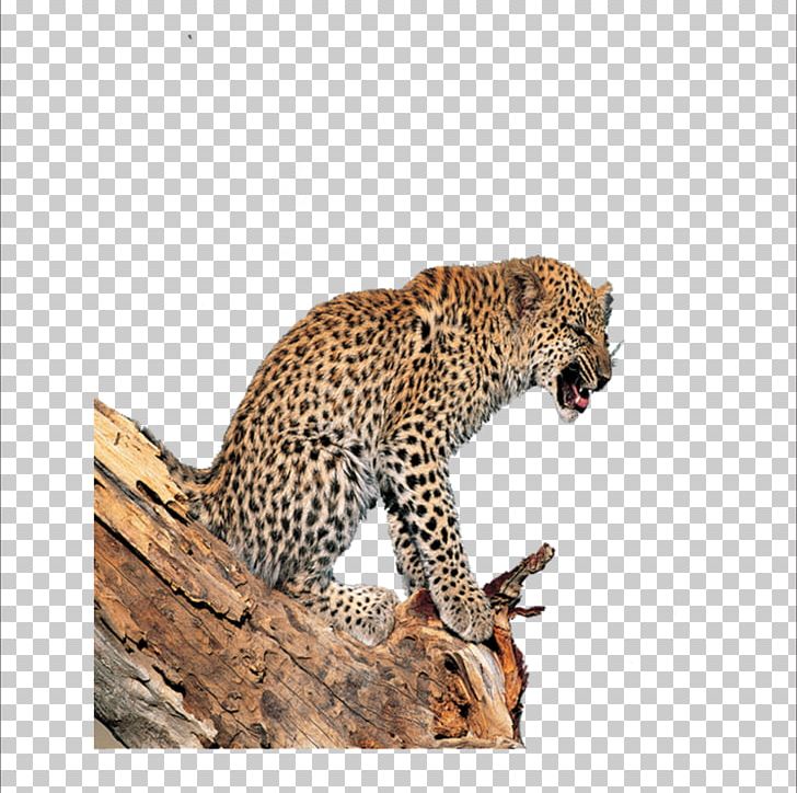 Leopard Tiger Lion Jaguar Cheetah PNG, Clipart, Animal, Animals, Big Cats, Biological, Carnivoran Free PNG Download