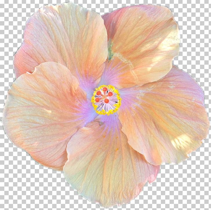 Shoeblackplant Flower PNG, Clipart, Color, Flower, Flowering Plant, Hibiscus, Mallow Family Free PNG Download