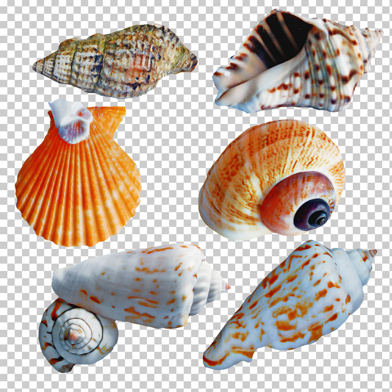 Cockle Conchology Seashell Conch Sea Snail PNG, Clipart, Cockle, Conch, Conchology, Nautiluses, Sea Free PNG Download