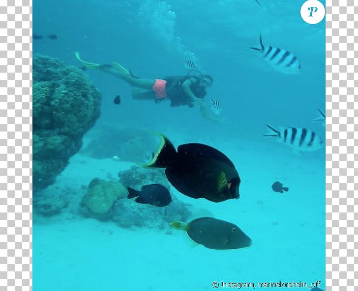 Snorkeling Coral Reef Fish Underwater Sea PNG, Clipart, Aqua, Aquanaut, Biology, Bora Bora, Coral Free PNG Download