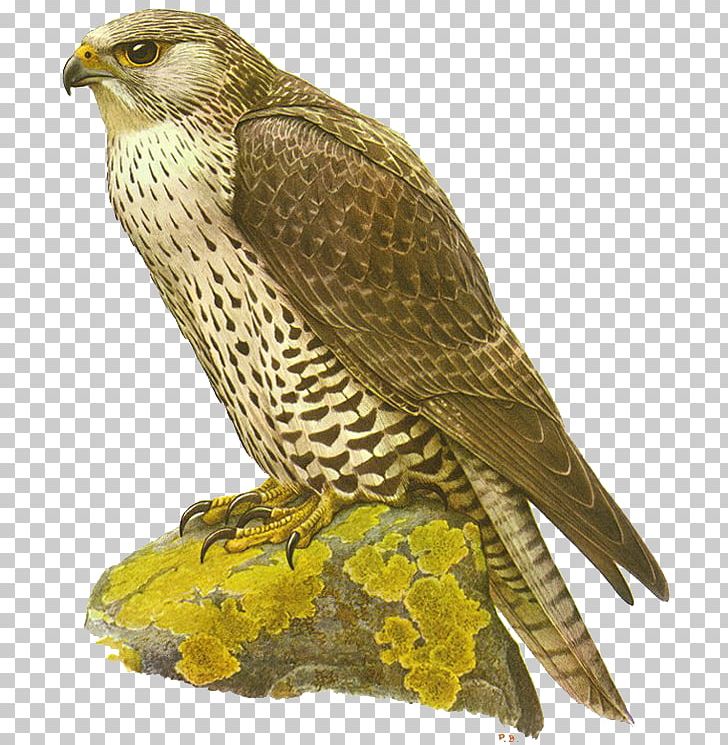 The Gyrfalcon Bird Hawk PNG, Clipart, Beak, Bird, Bird Of Prey, Buzzard, Eagle Free PNG Download