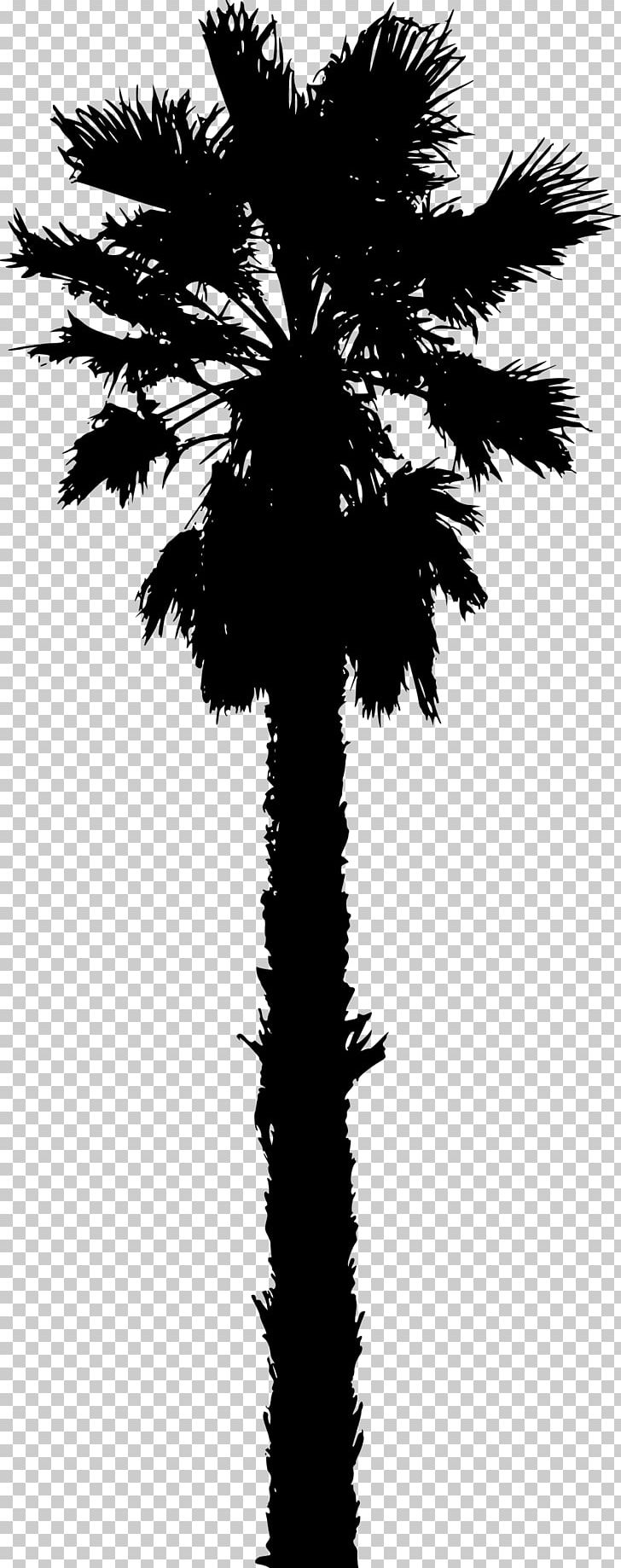 Arecaceae Date Palm Silhouette PNG, Clipart, Arecaceae, Arecales, Black And White, Borassus Flabellifer, Branch Free PNG Download