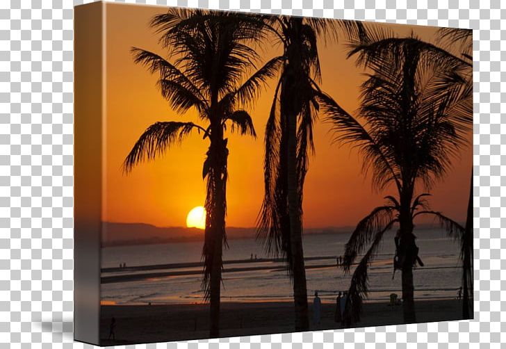 Coconut Arecaceae Gallery Wrap Frames Sunset PNG, Clipart, Arecaceae, Arecales, Art, Canvas, Coconut Free PNG Download