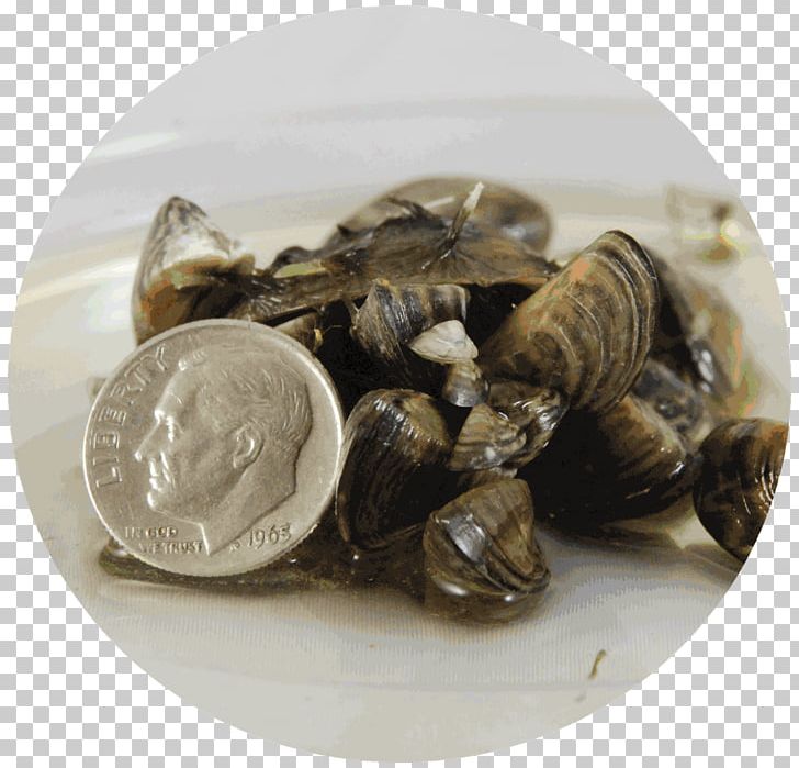 Zebra Mussel Quagga Mussel Clam PNG, Clipart, Animals, Animal Source Foods, Bivalvia, Clam, Clams Oysters Mussels And Scallops Free PNG Download