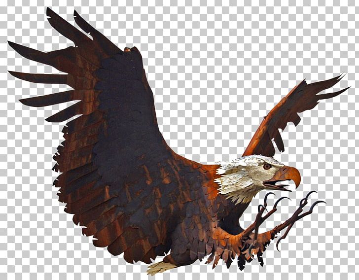 Bald Eagle Bird White-tailed Eagle PNG, Clipart, Accipitriformes, Animal, Animals, Aquila, Beak Free PNG Download