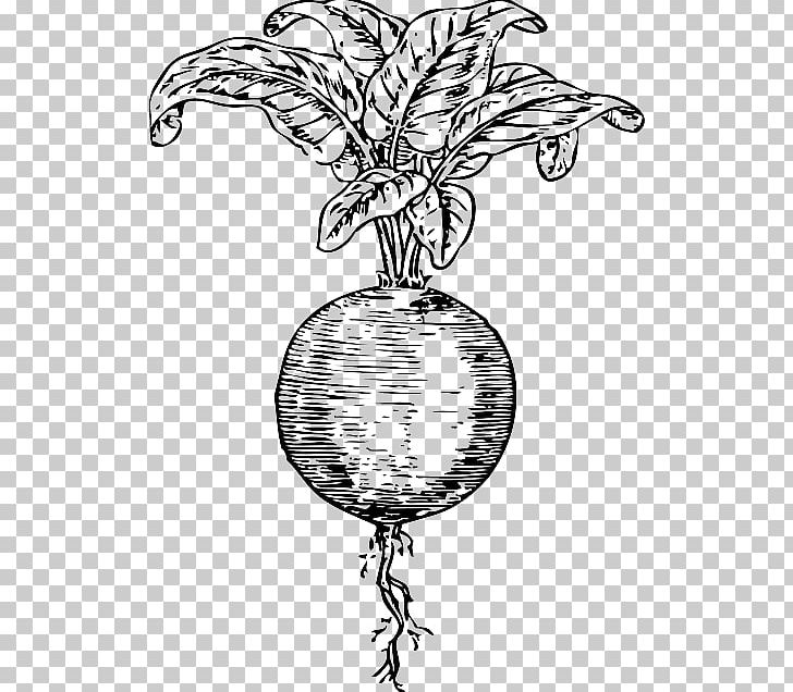 Beetroot Sugar Beet PNG, Clipart, Artwork, Beetroot, Betanin, Black And White, Branch Free PNG Download
